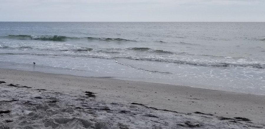Sandpiper on Beach